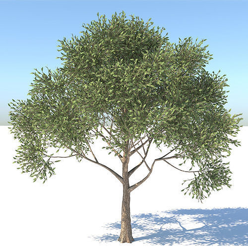 Apple Tree  3D model