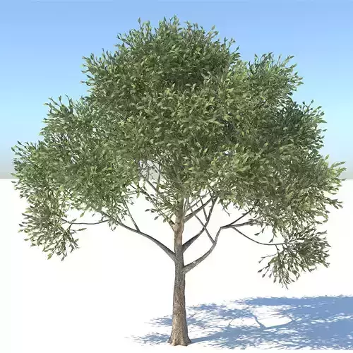 Apple Tree  3D model