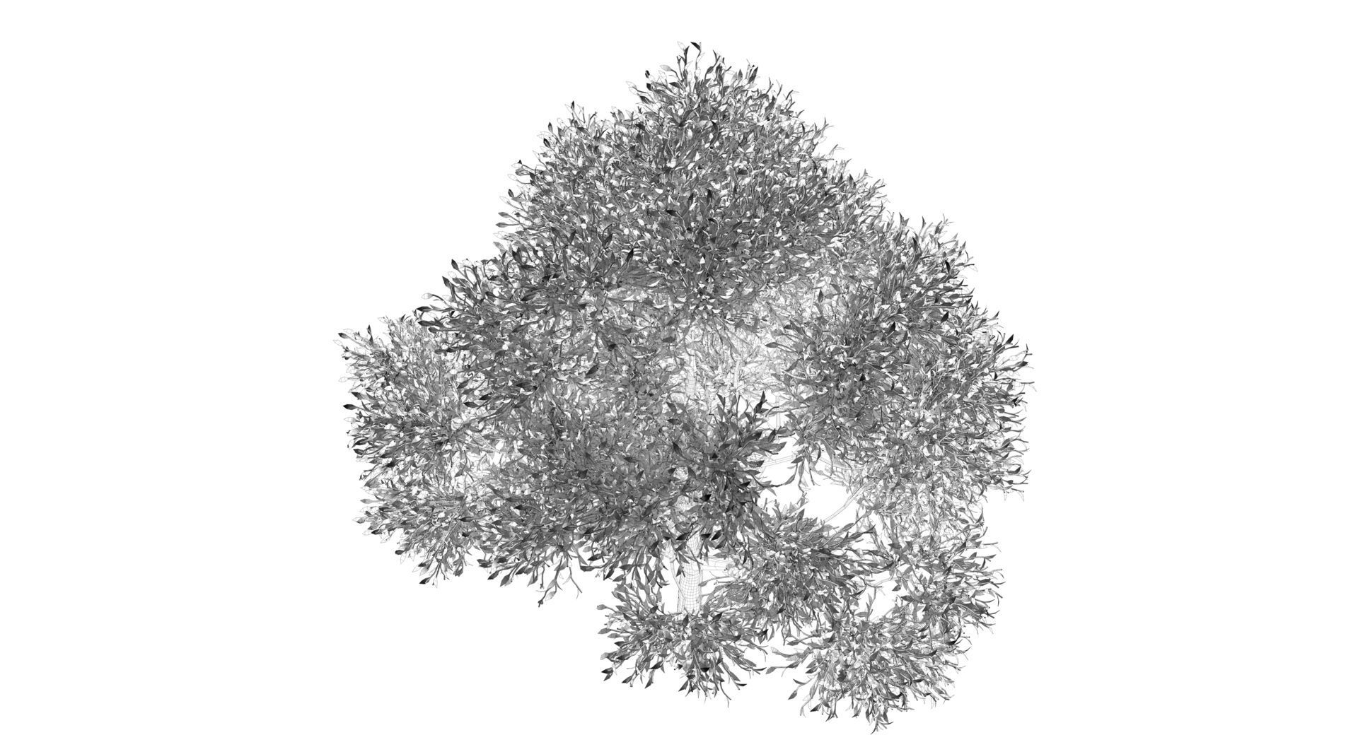 Apple Tree  3D model_10