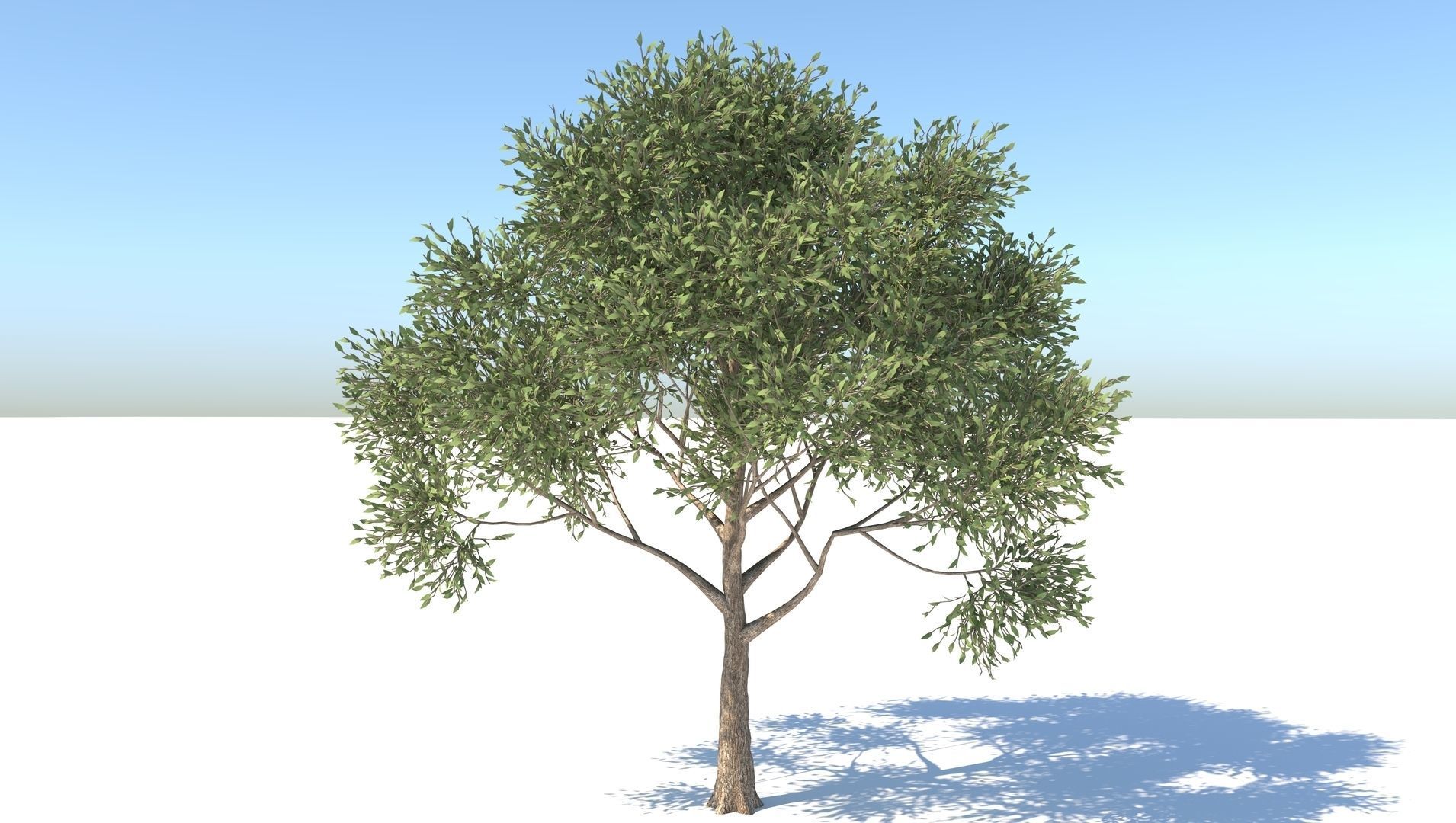 Apple Tree  3D model_1