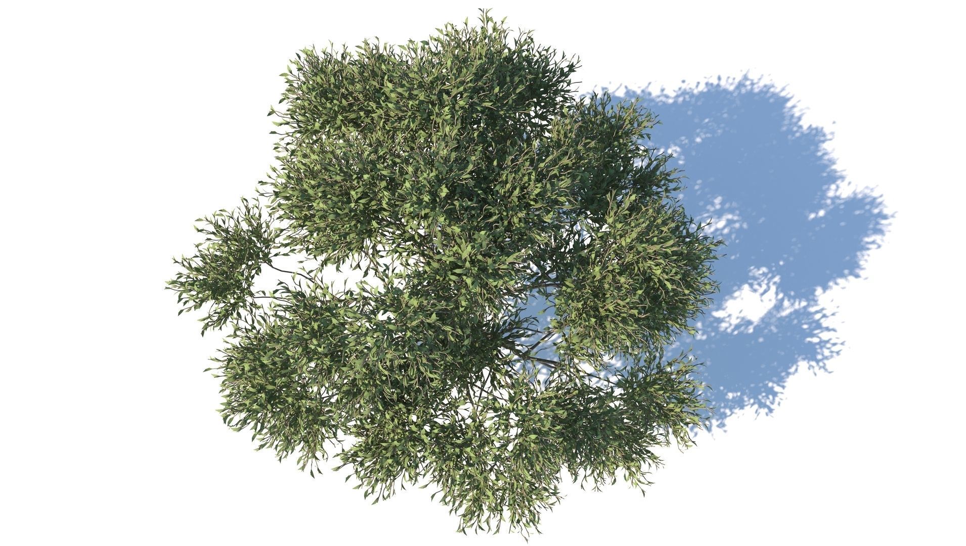 Apple Tree  3D model_4