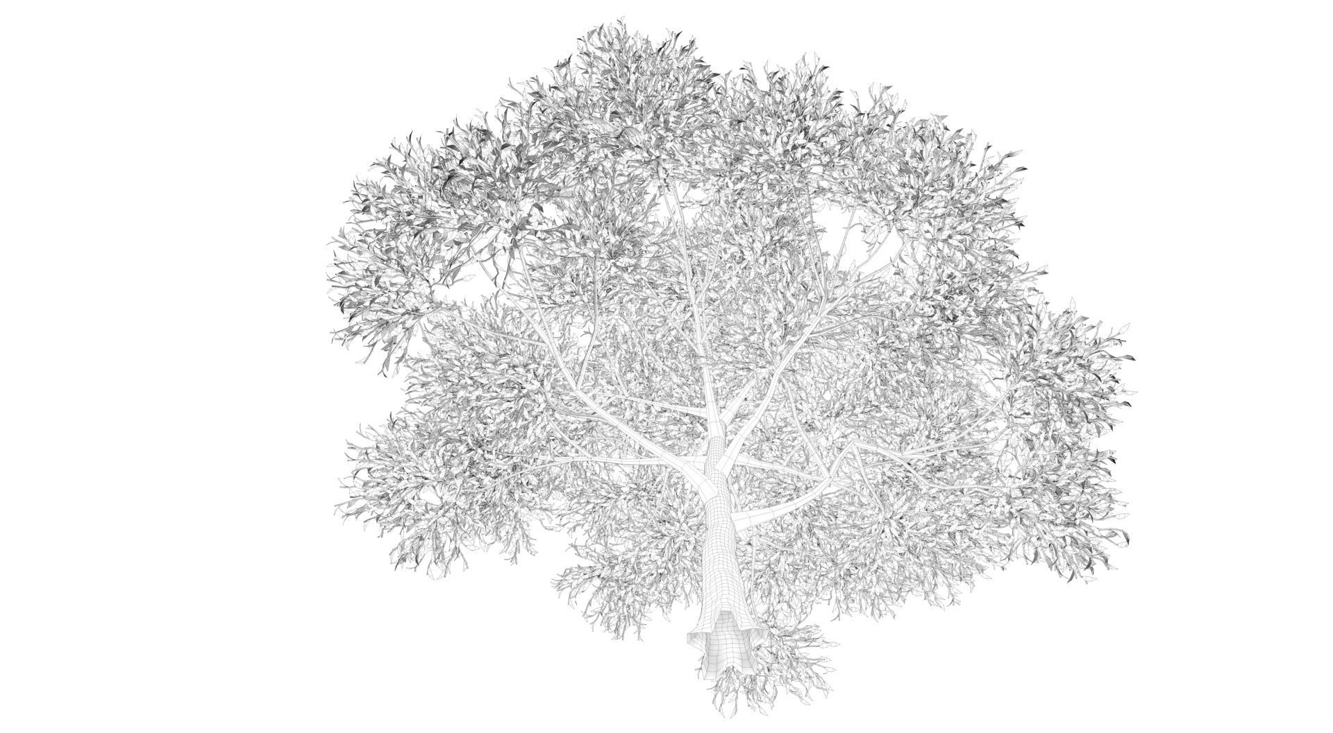 Apple Tree  3D model_11