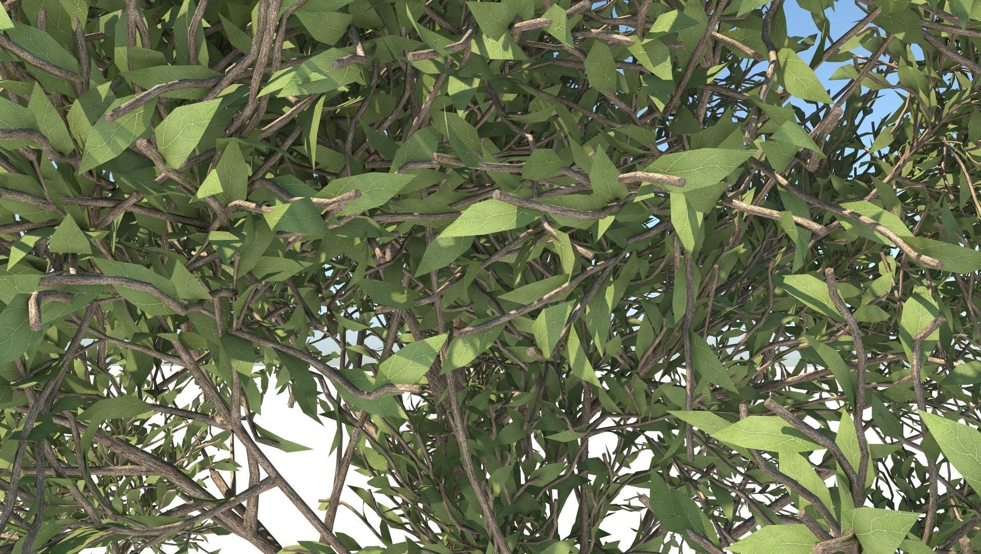 Apple Tree  3D model_6