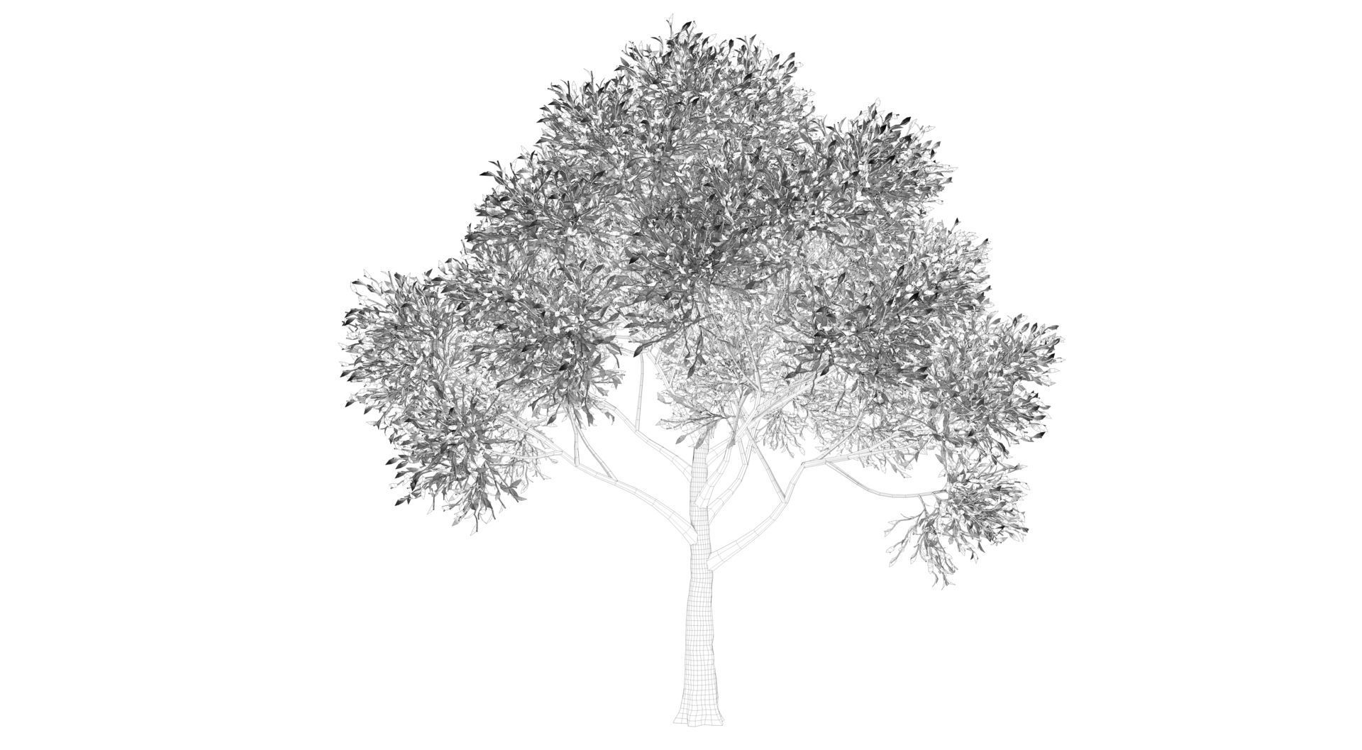 Apple Tree  3D model_9