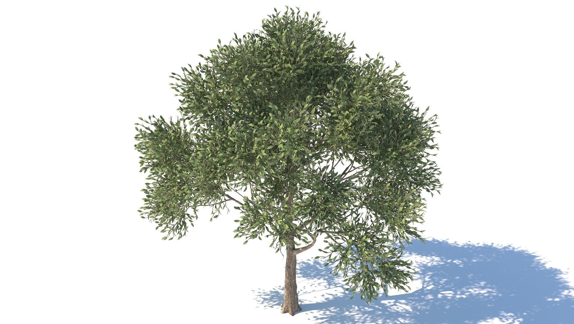 Apple Tree  3D model_3
