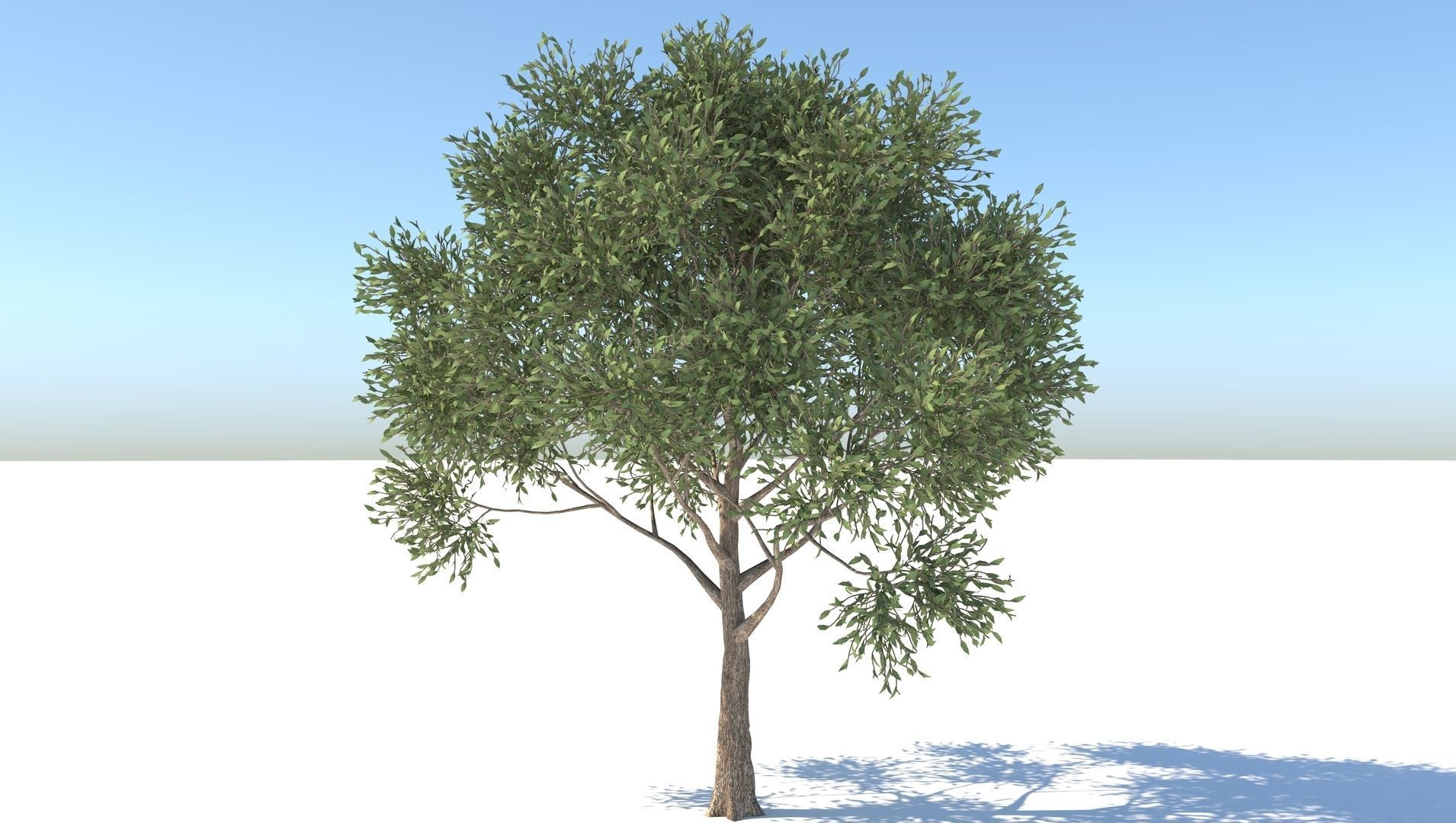 Apple Tree  3D model_2