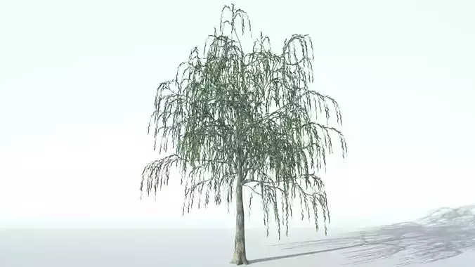 Tree Willow