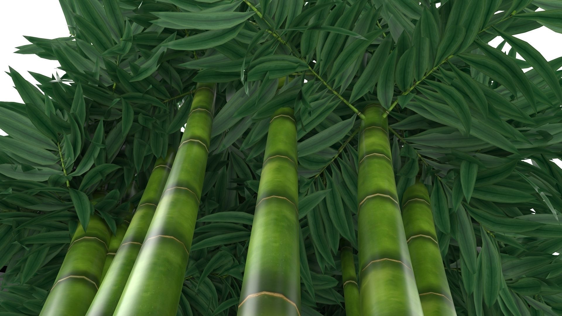 Bamboo plant 3D model_6
