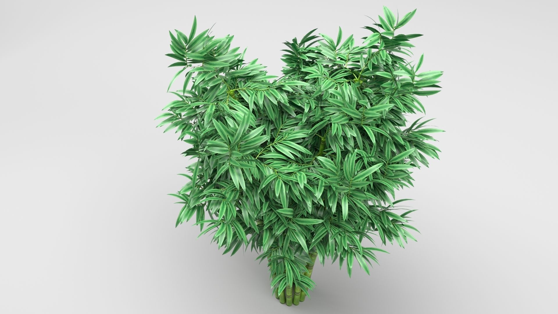 Bamboo plant 3D model_4