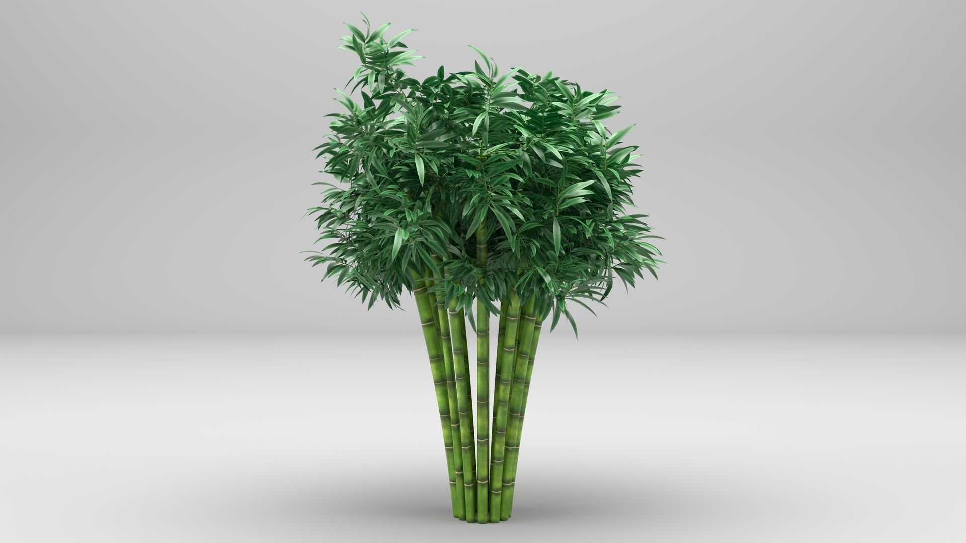 Bamboo plant 3D model_1