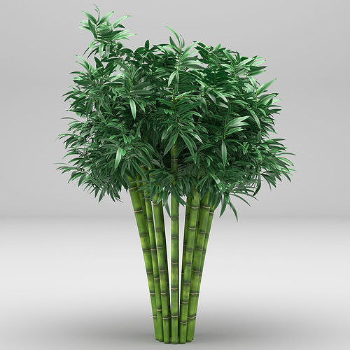 Bamboo plant 3D model