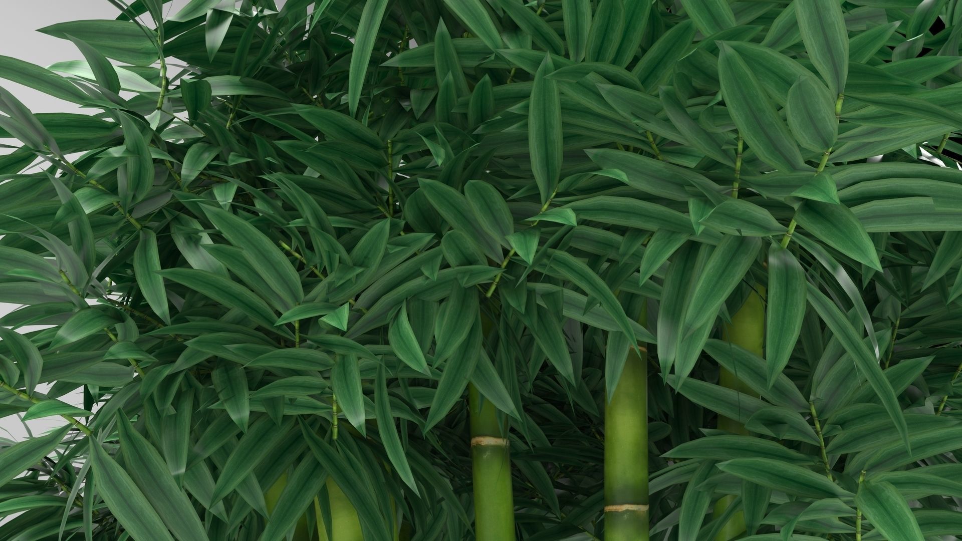 Bamboo plant 3D model_8
