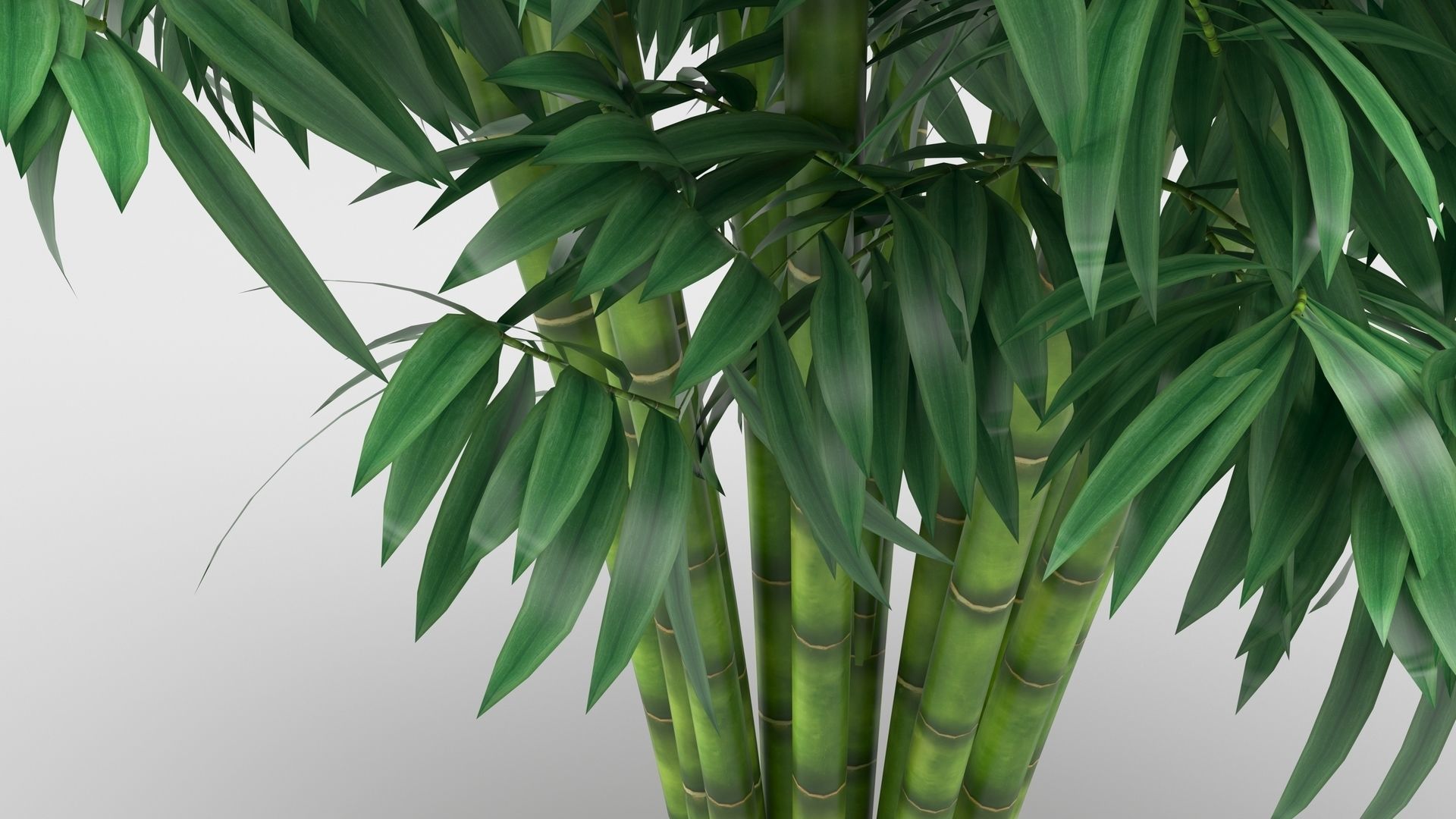 Bamboo plant 3D model_5