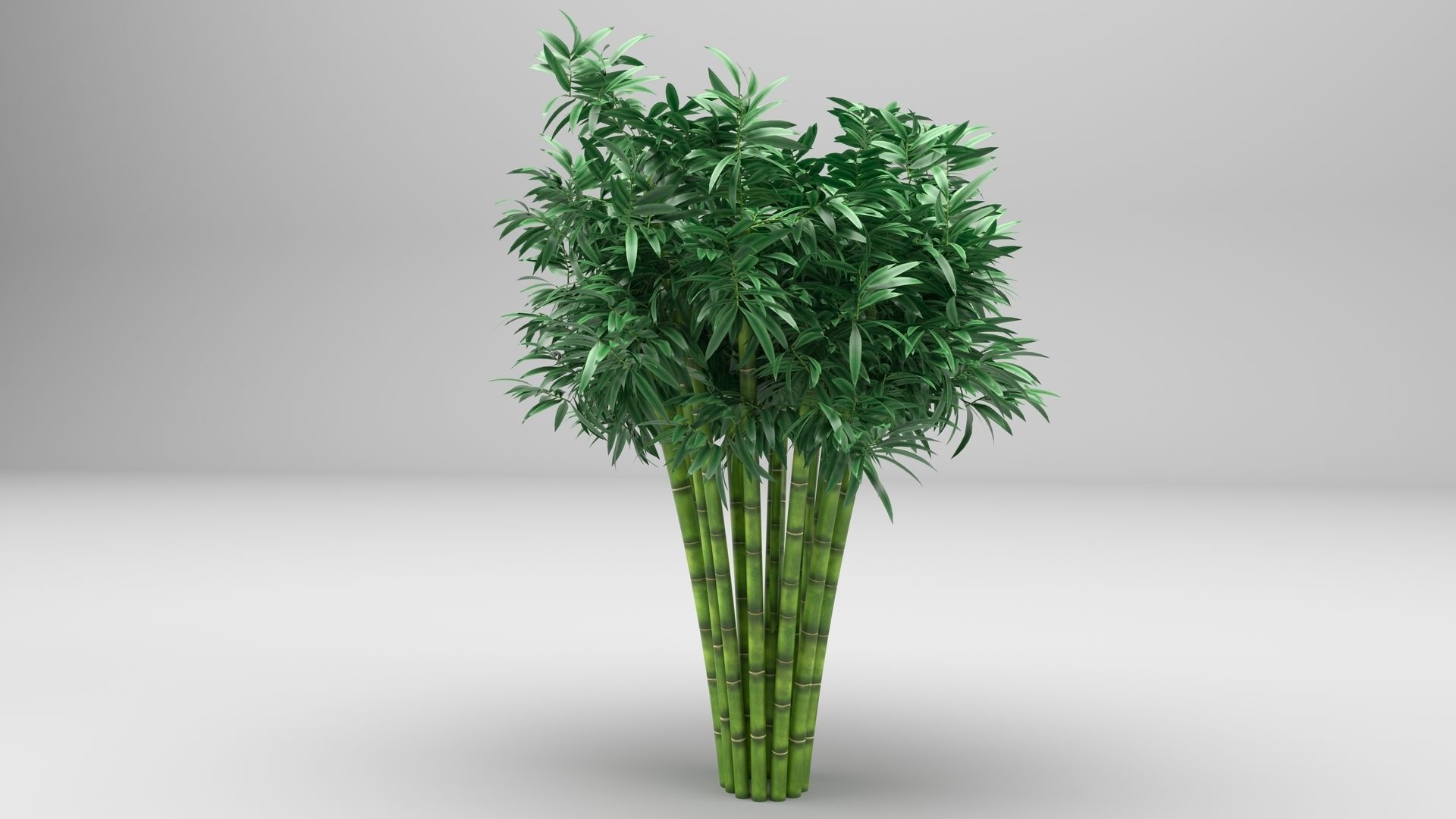 Bamboo plant 3D model_2