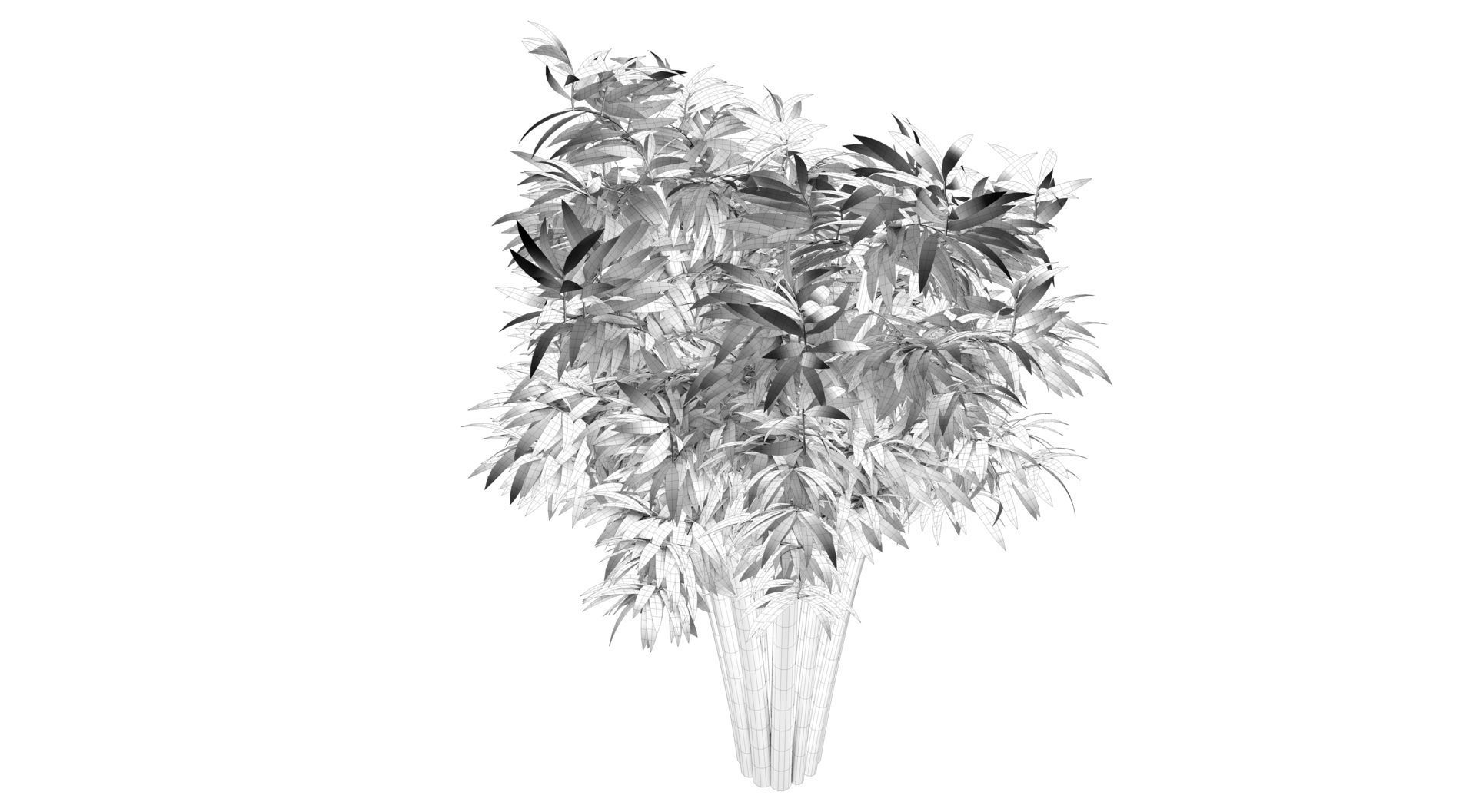 Bamboo plant 3D model_10