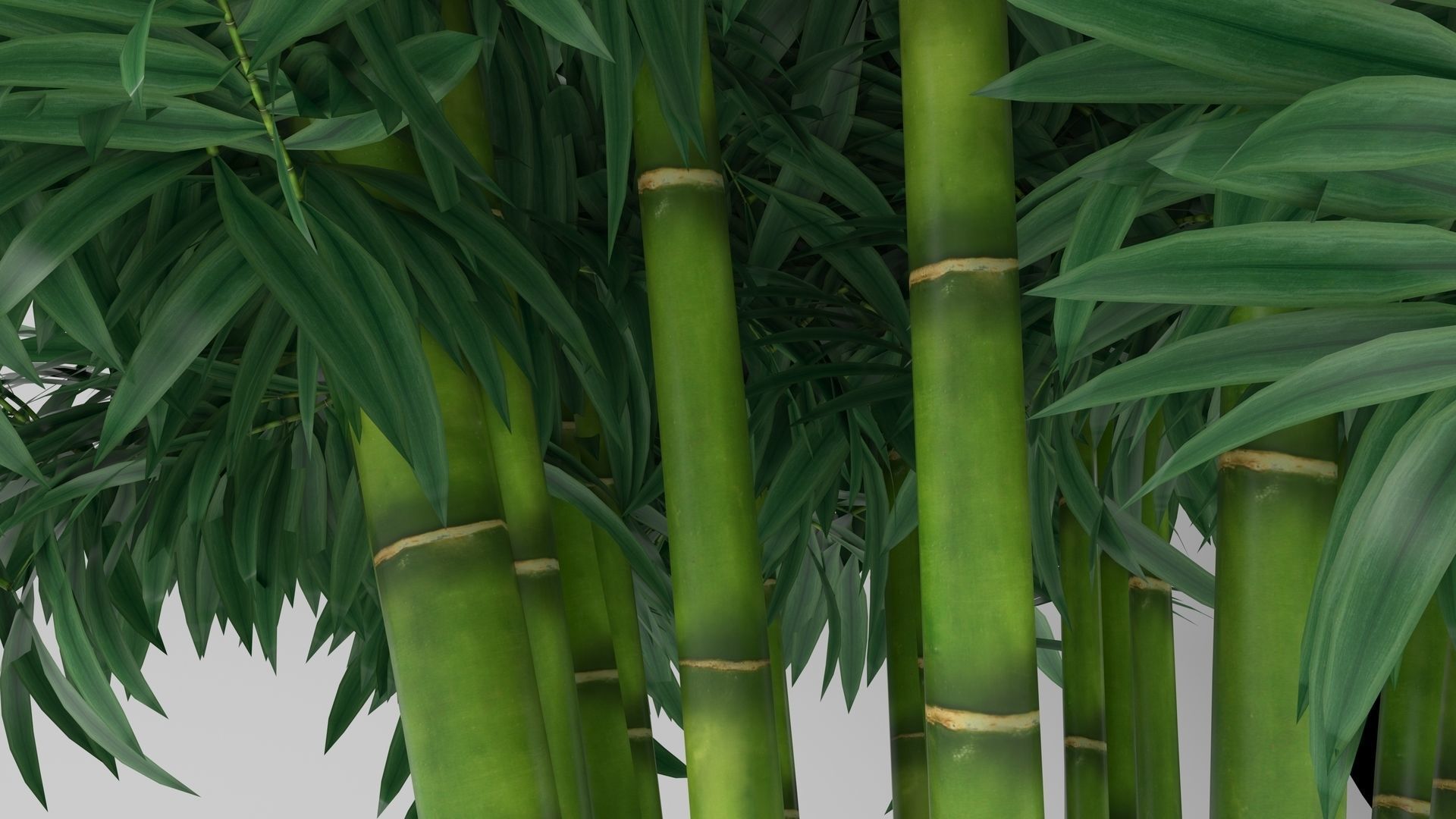 Bamboo plant 3D model_7