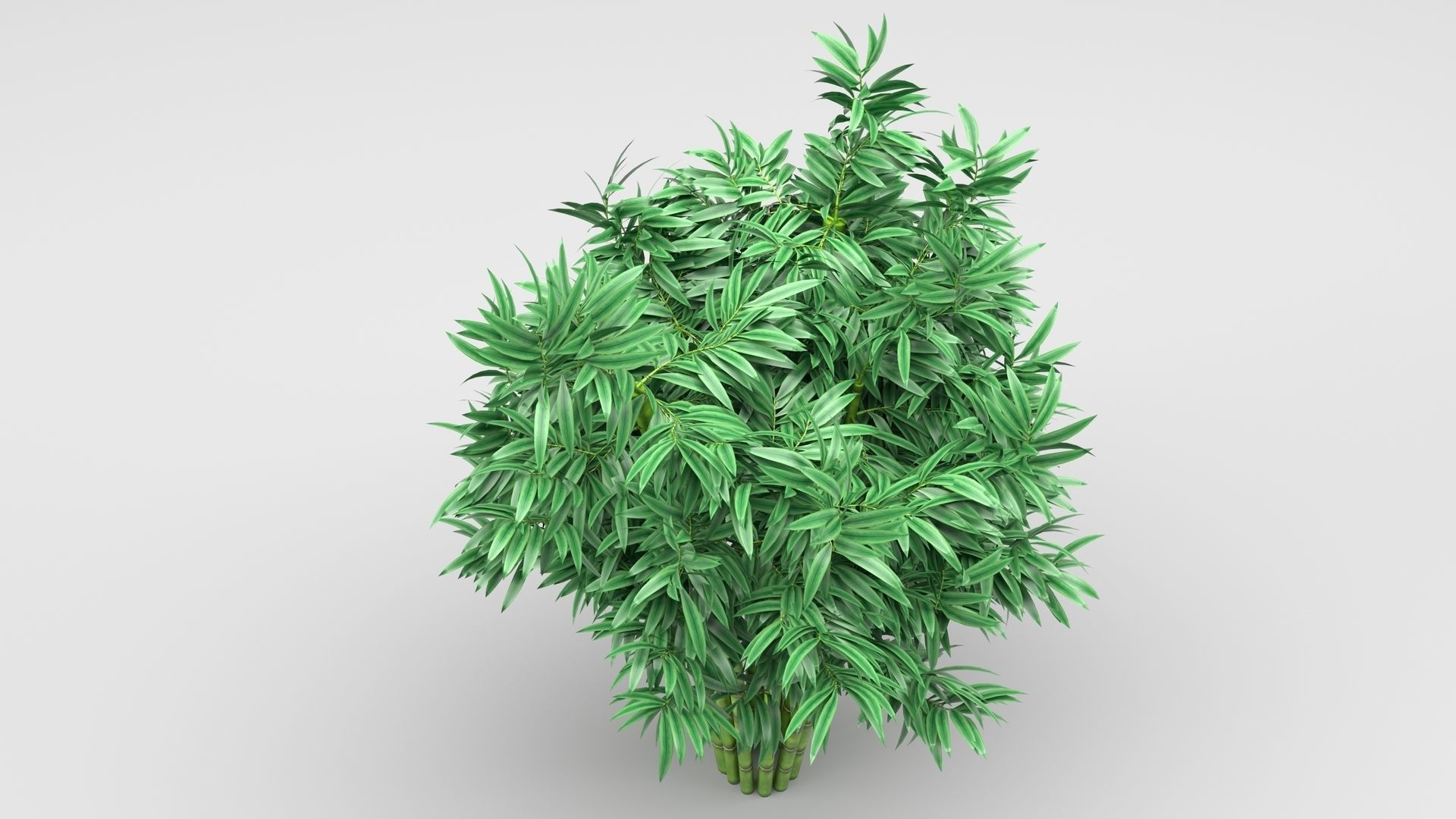 Bamboo plant 3D model_3