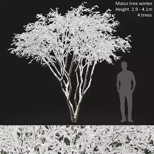 Amelanchier 03 winter 3D model