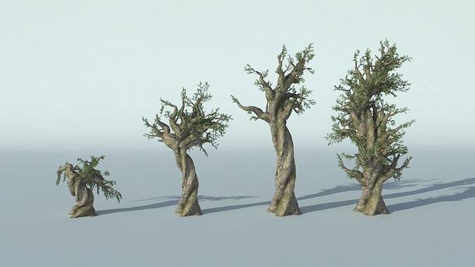 pinus longaeva tree 3D model