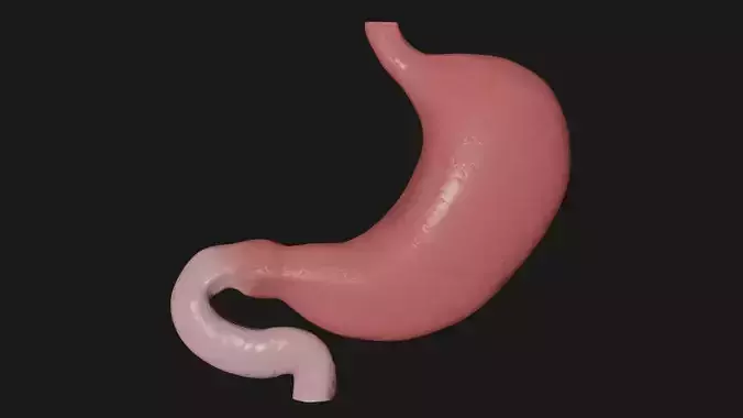 Stomach 2