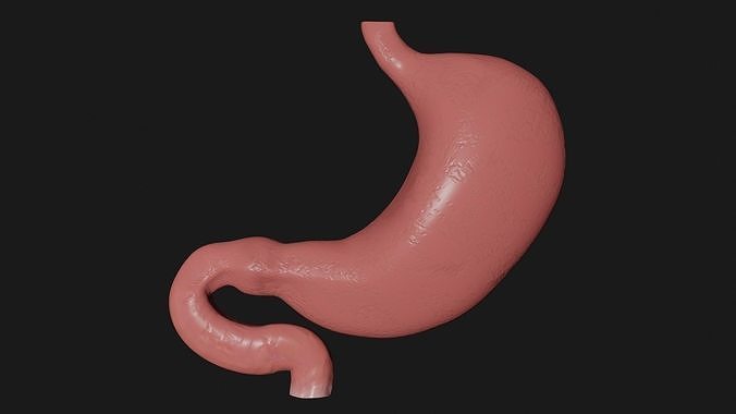 Stomach 3 Low-poly 3D model