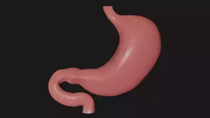 Stomach 3