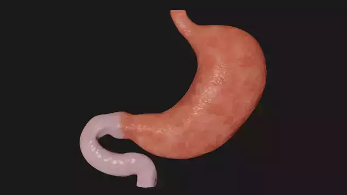 Stomach 4