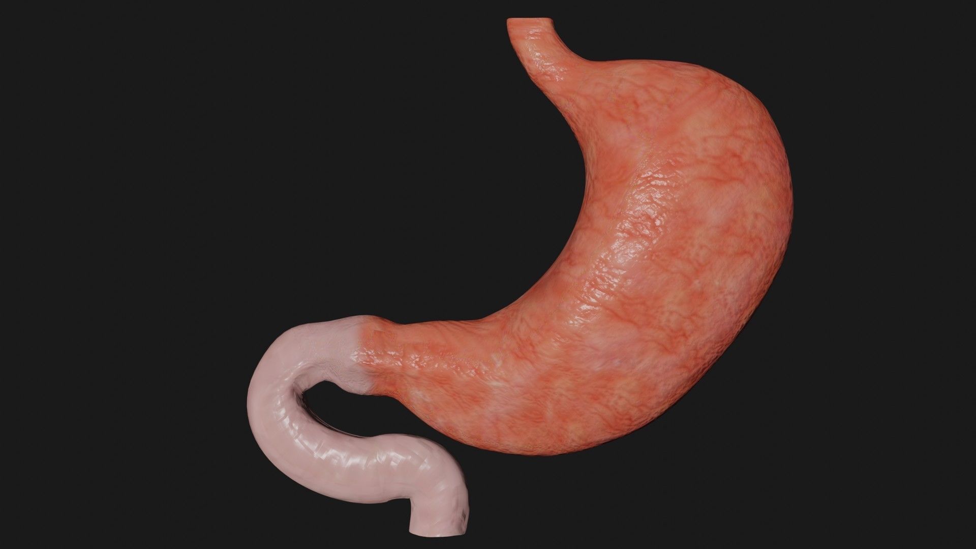 Stomach 4 Low-poly 3D model_6