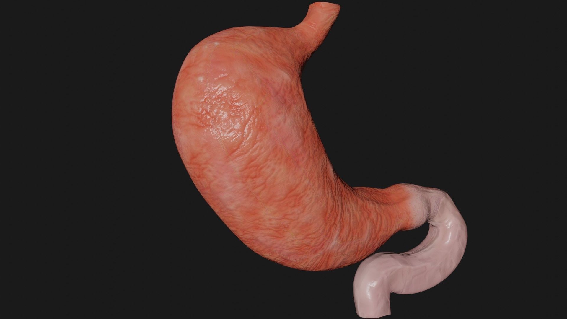 Stomach 4 Low-poly 3D model_3