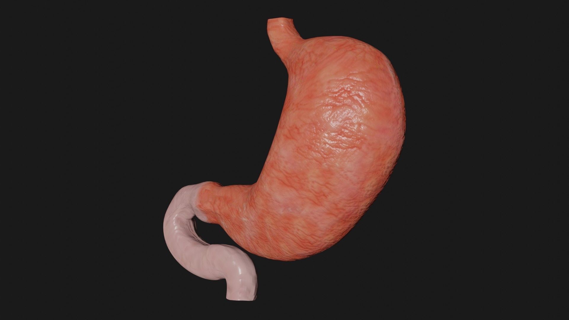 Stomach 4 Low-poly 3D model_2
