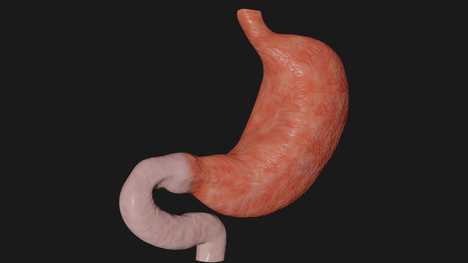 Stomach 4 Low-poly 3D model_1