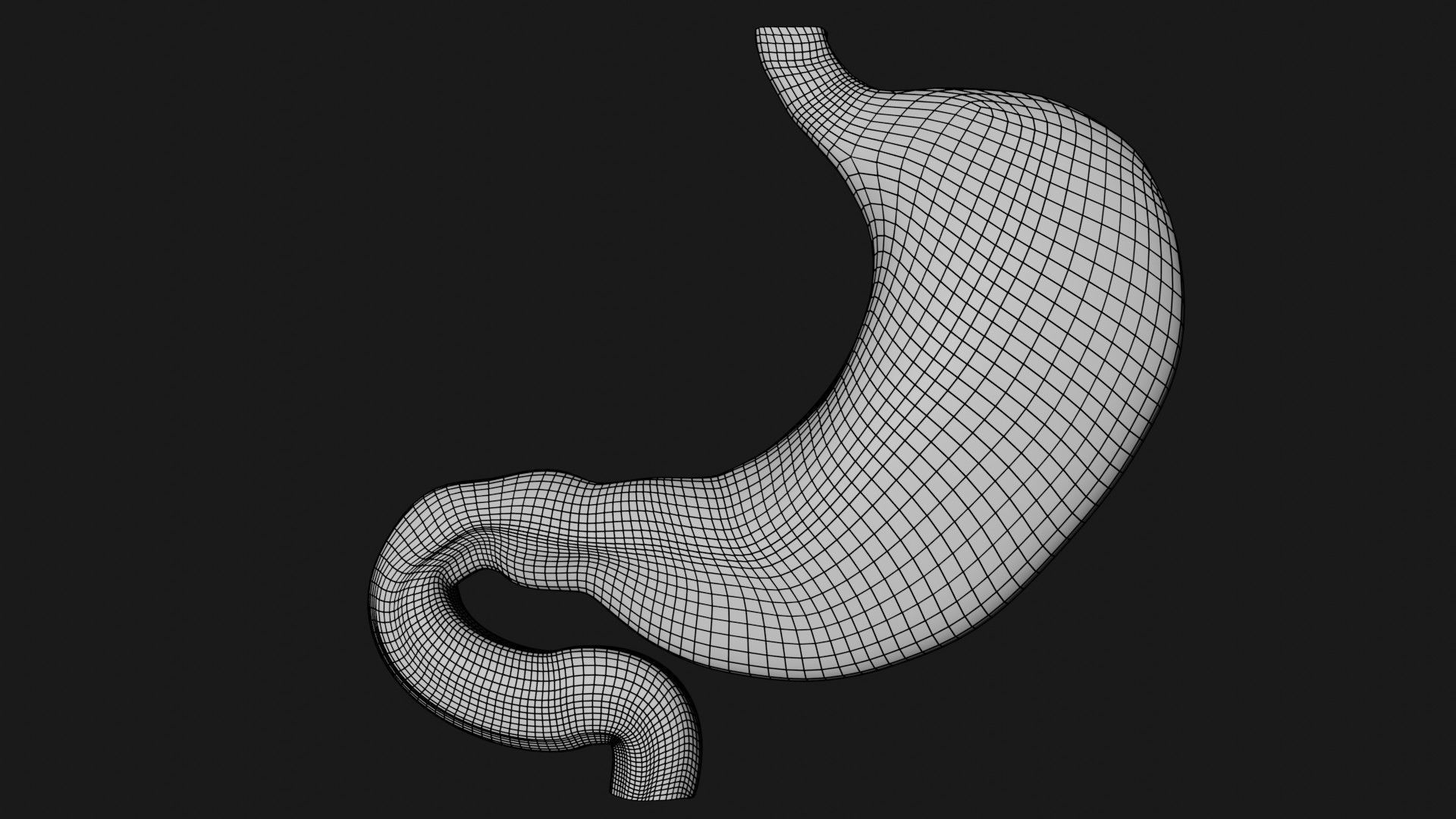 Stomach 4 Low-poly 3D model_8