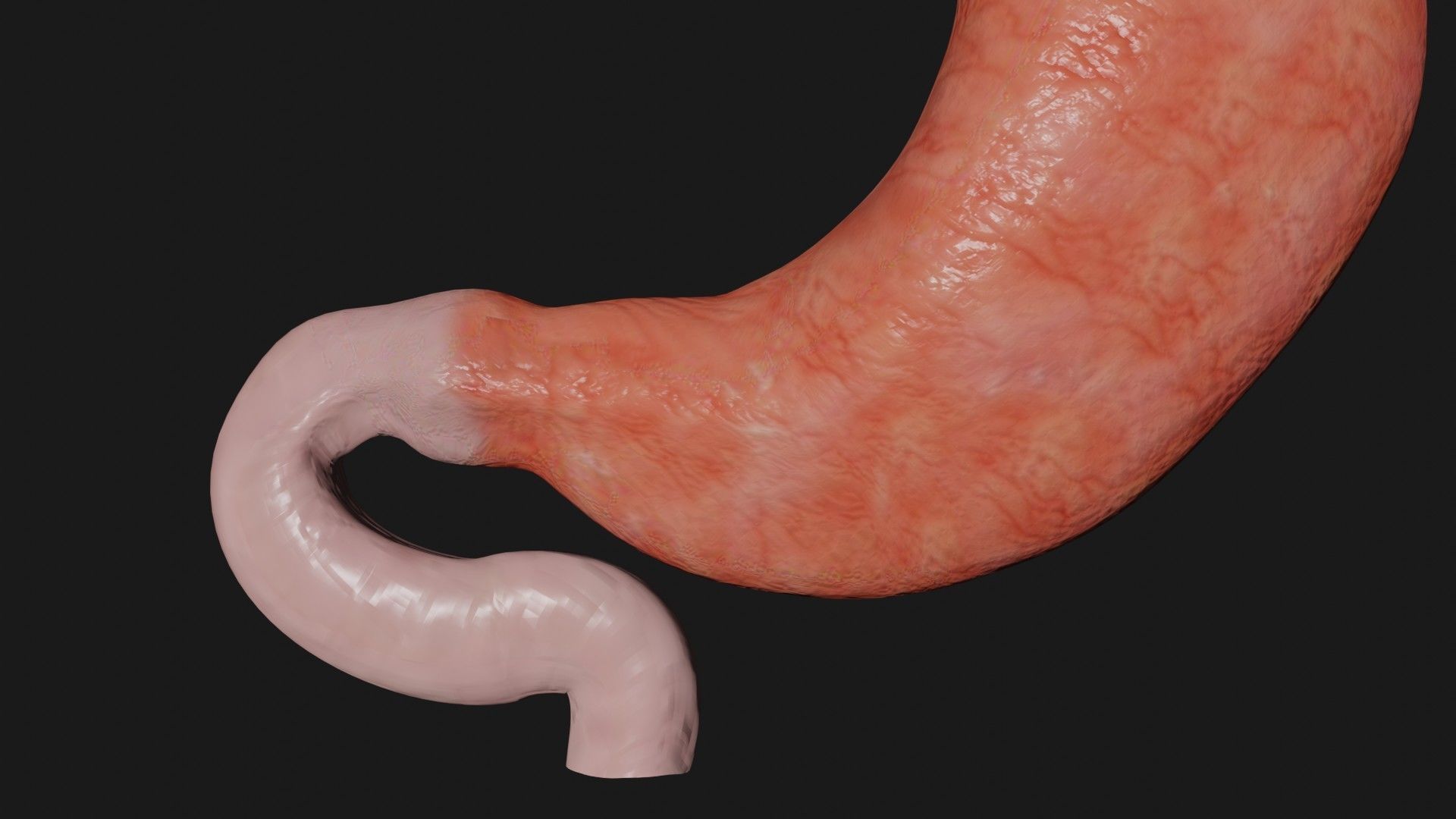 Stomach 4 Low-poly 3D model_4