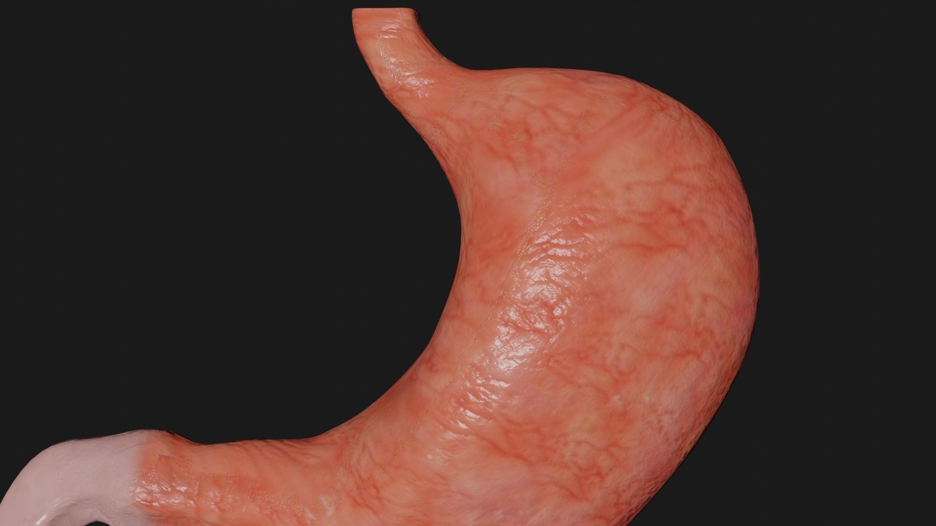 Stomach 4 Low-poly 3D model_5