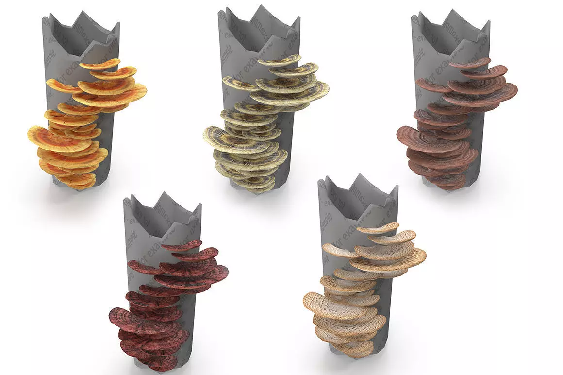 Tinder fungus SET Low-poly 3D model