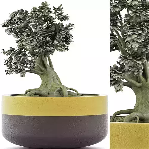 Plants Collection 123 Mini Bonsai