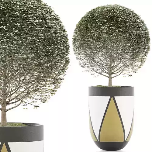 Plants Collection 124 Ligustrum Lucidum