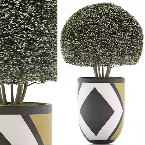 Plants Collection 125 Ligustrum ovalifolium