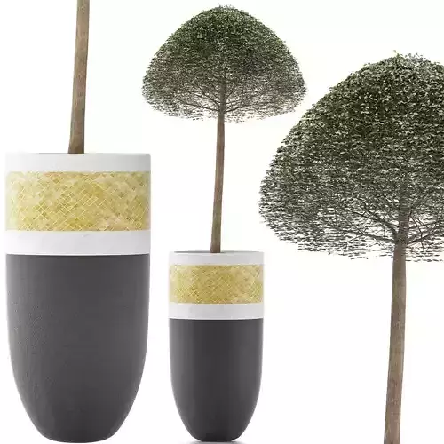 Plants Collection 126 Ligustrum ovalifolium