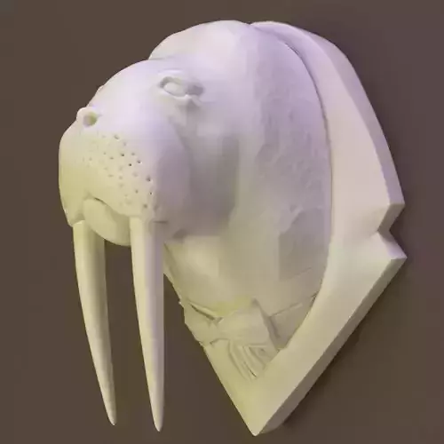 Walrus head