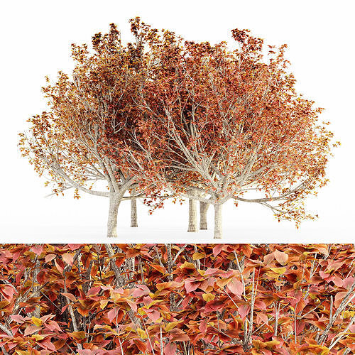 Bradford Pear Fall tree collection 5 trees in the scene Free 3D model