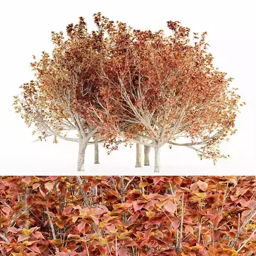 Bradford Pear Fall tree collection 5 trees in the scene Free 3D model