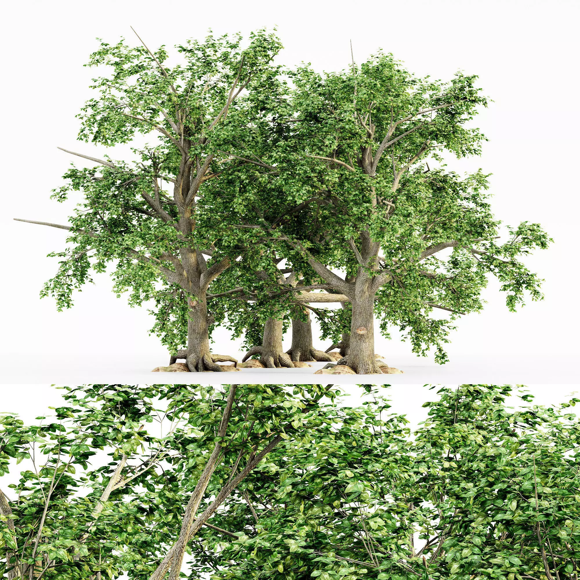 Broadleaf tree collection 5 trees in the scene Free 3D model