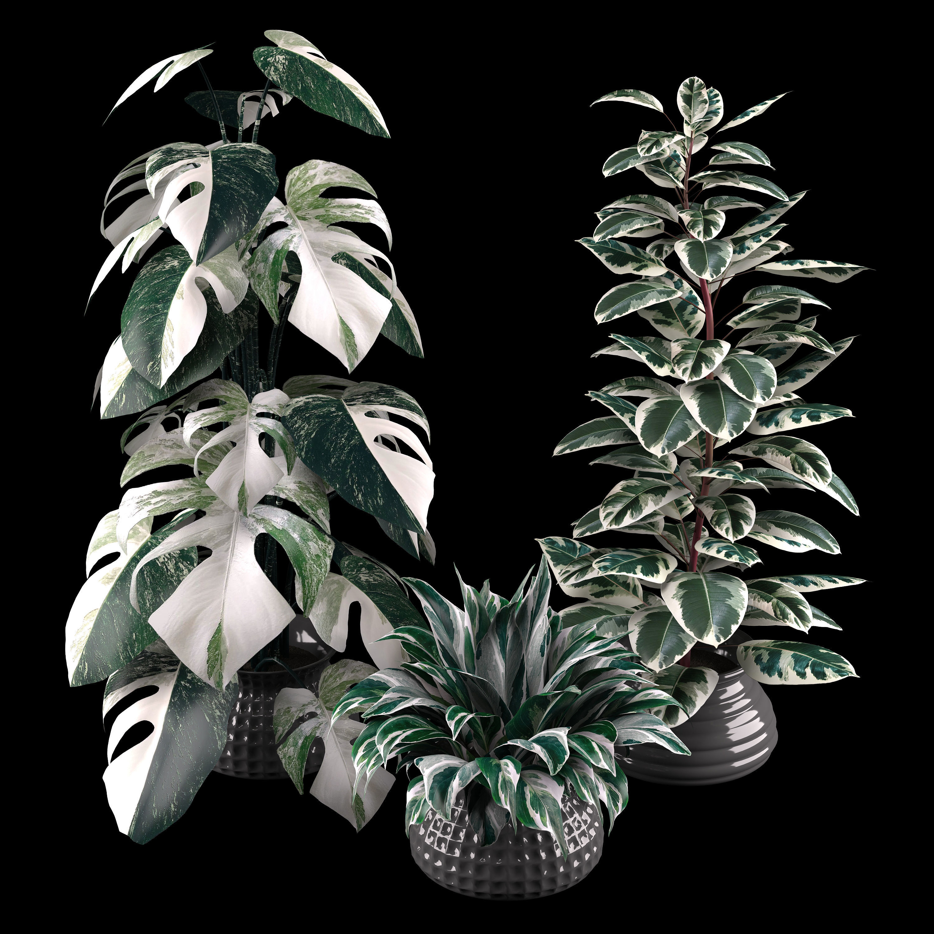 indoor plant set Low-poly 3D model_9