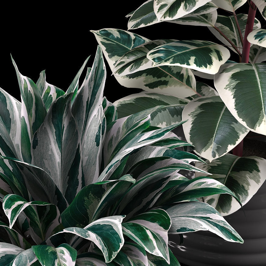 indoor plant set Low-poly 3D model_17