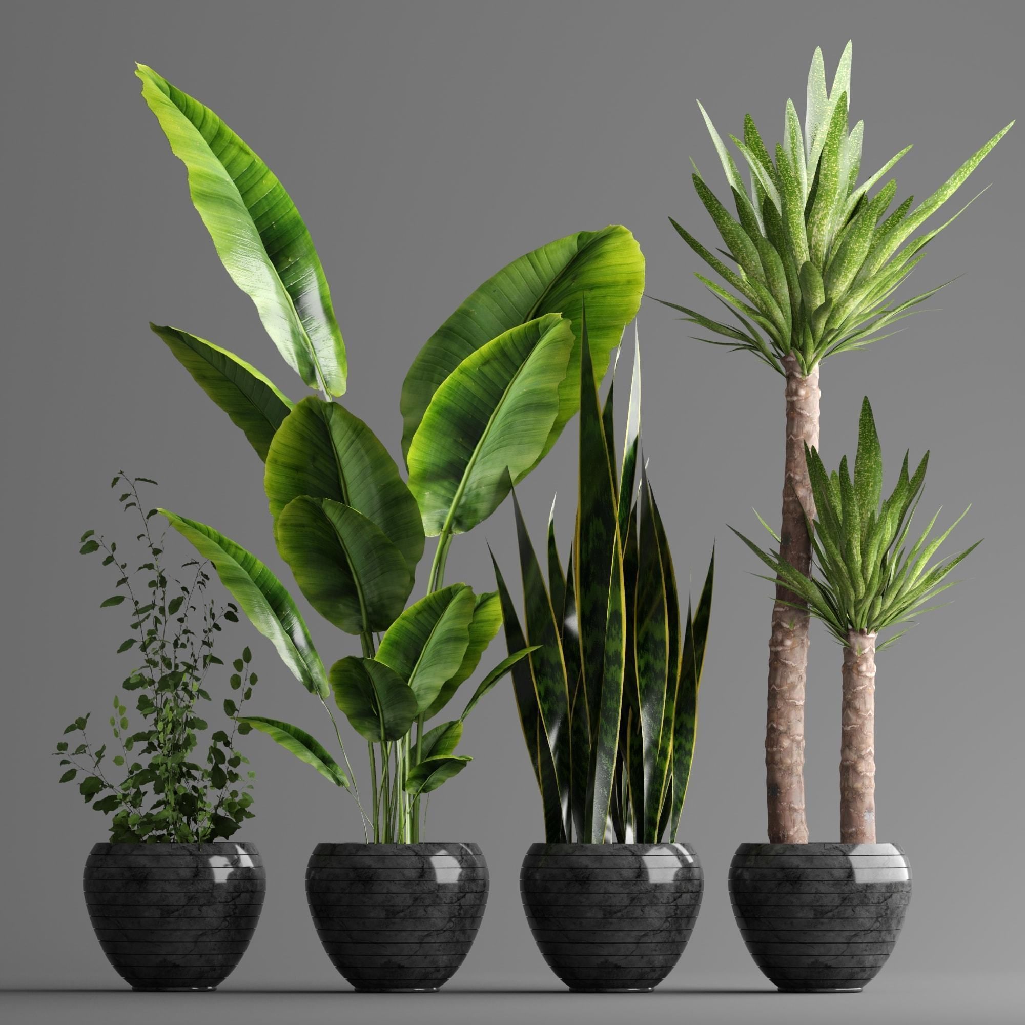 indoor plant set Low-poly 3D model_15