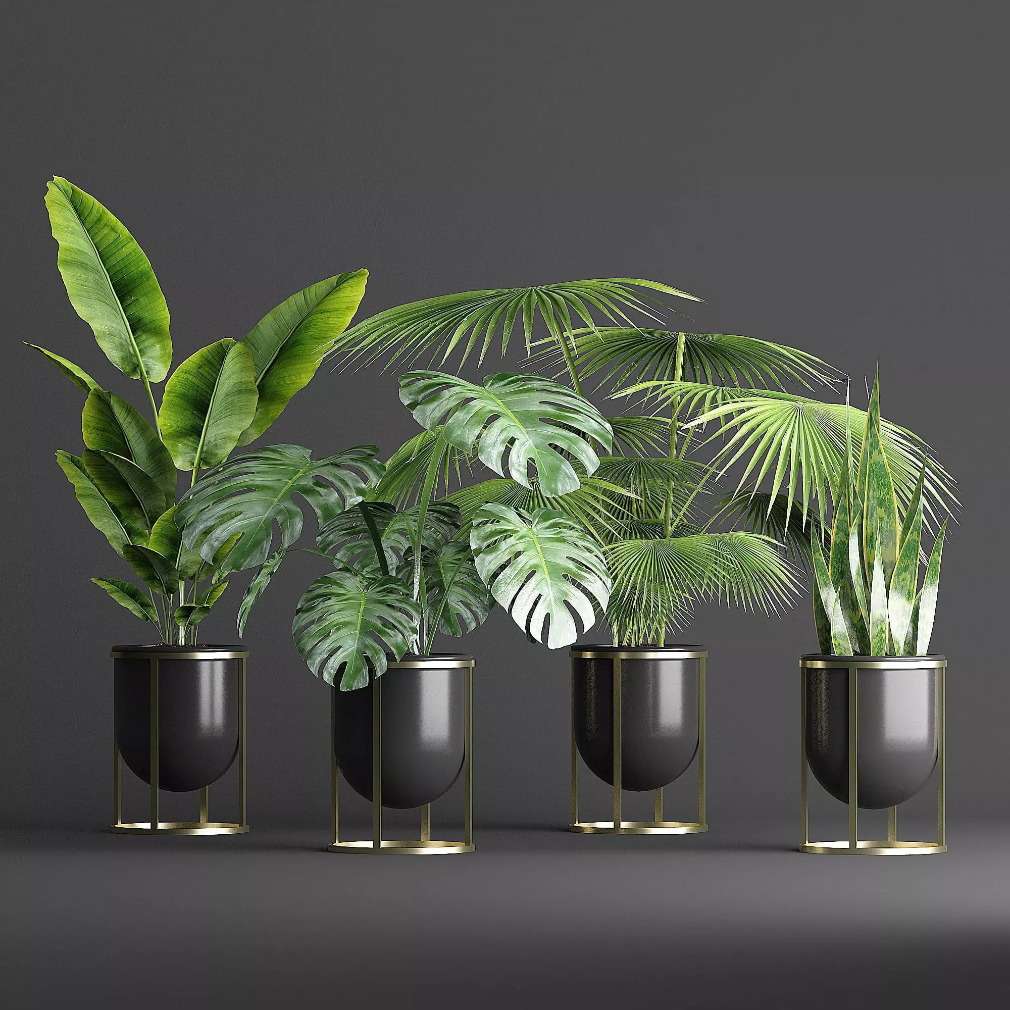 indoor plant set Low-poly 3D model_0