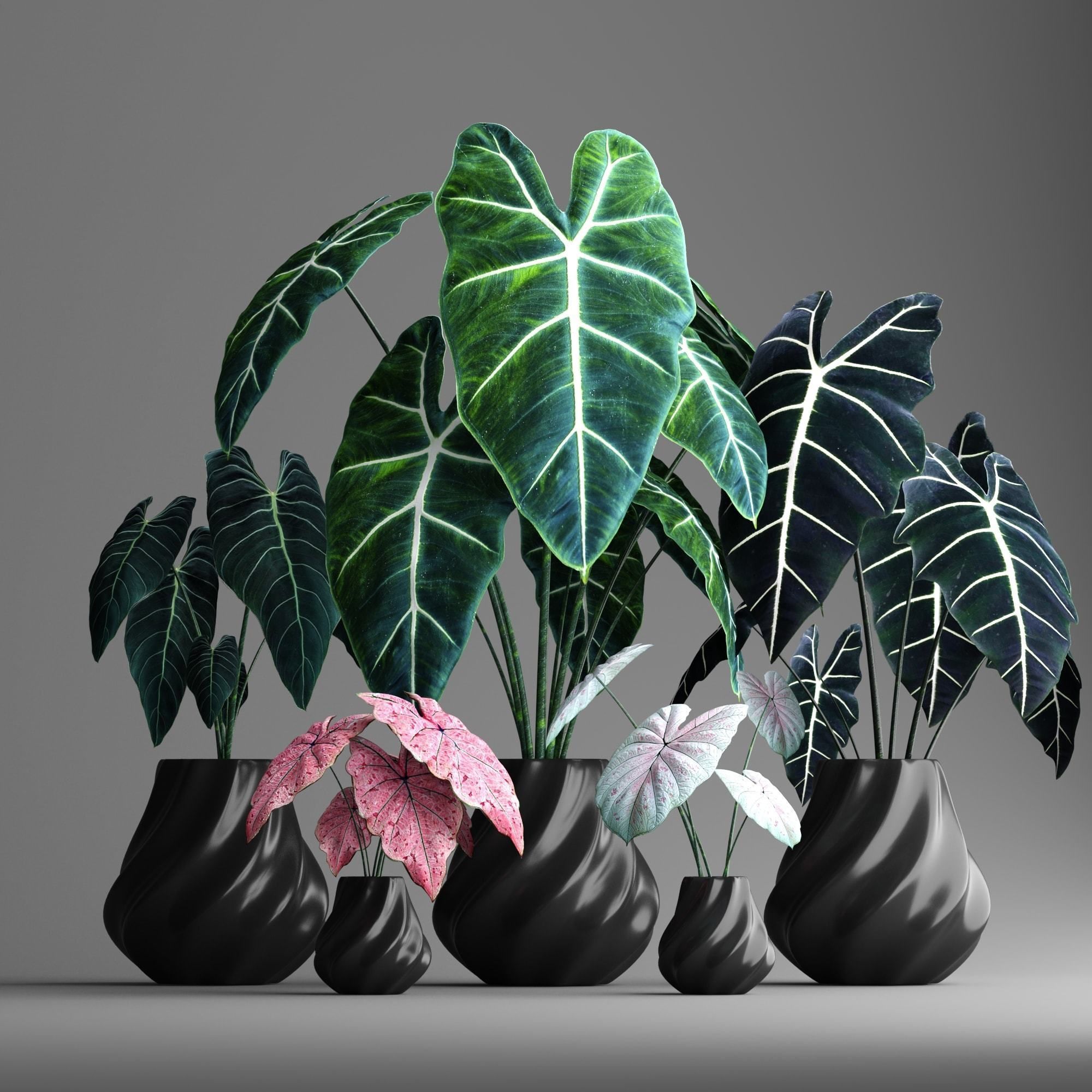 indoor plant set Low-poly 3D model_2