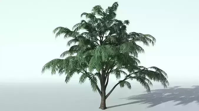 albizia tree