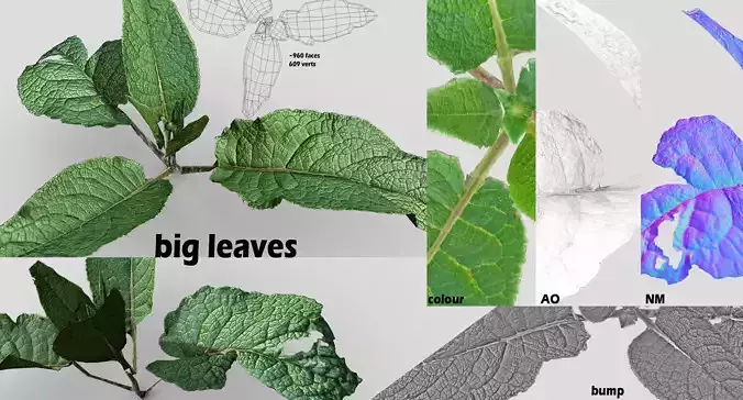 Big Leaves for ground coverage Low-poly 3D model